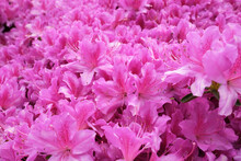 Closeup Shot Of Blooming Pink Rhododendron Flowers