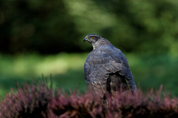 Sticker - Northern Goshawk (accipiter gentilis) sitting on the ground and protecting his prey in the forest in the Netherlands