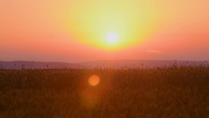 Poster - A wheat farm land at sunset