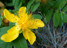 On The Left, A Bud Of A Yellow St. John's Wort Flower With Green Leaves Grows In The Garden. Side View
