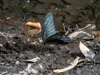 Sticker - Closeup shot of a Japanese variant of the Spangle Swallowtail Butterfly getting water