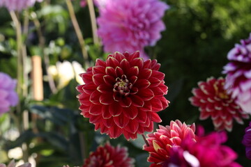 Wall Mural - Isolated natural dahlia flower on green background