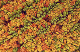 Fototapeta Do pokoju - Autumn forest from above