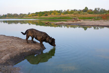 Dog On The River Bank. The Brown Dog Drinks Water From The River. The Dog Came To The Watering Hole. 