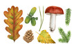 Set of watercolor illustrations on forest theme: oak leaf, acorns, mushroom, pine cone and needles, yellow leaf, fir