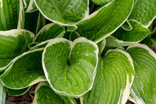 Hosta Cultivar 'Fortunei Francee' Leaf Detail In Rain With Lotus Effect