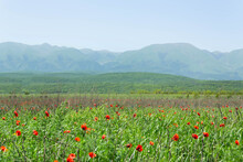 Foothills Of The Caucasus Mountains On A Sunny Spring Day