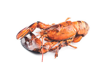 Sticker - A freshly cooked Boston lobster