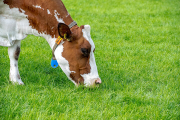 Poster - A cow grazing on the green grass of the fields