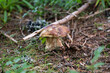  a beautiful boletus edulis on the forest floor 