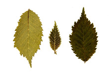 Three Fuzzy Green Leaves Of Various Sizes With Serrated Edges, Against White Background