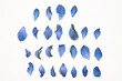 Rows of dried and pressed blue delphinium flower petals, against white background.