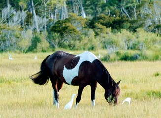 Wall Mural - Wild Assateague Island Pony Feeding in a Field