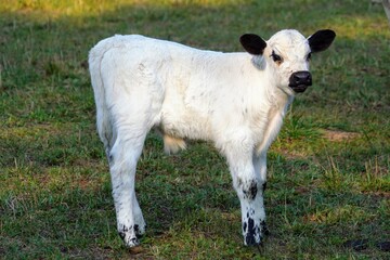 Wall Mural - English White Bovine Calf in a Green Grass Field