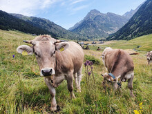 Cows In The Mountain Filed