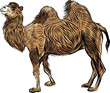 Bactrian camel hand drawn sketch