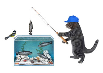 Wall Mural - A gray cat in a blue cap is fishing from a square aquarium. He caught a trout. White background. Isolated.