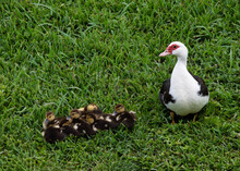 Proud Mother Muscovy Duck With White, Black, And Red Markings Is Proudly Looking Over Her Group Of Brown And Yellow Ducklings On Green Grass.