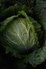 Wall Mural - Close up of cabbage head