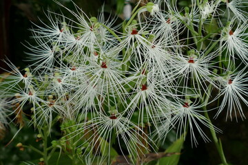 Wall Mural - Habenaria medusa flowers and buds endemic to Java, Sumatra and Borneo. Habenaria, commonly called rein orchids or bog orchids, is a widely distributed genus of orchids, orchideae.