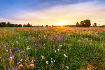 Poster - Beautiful foggy sunrise over field of flowers