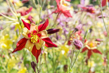 Blooming Red And Yellow Aquilegia In A Flower Bed. Blurred Flower Background.