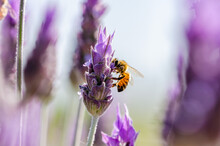 Close Up Of A Bee On A Lavender Flower