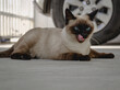 © Israel - SER UMA GATA.