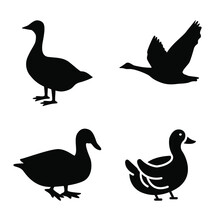 Collection Of Duck Goose Silhouette Vector Png.