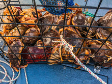 Dungeness Crab On A Boat At Sea In A Crab Trap