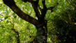 © Comprimido - natureza - árvores - céu