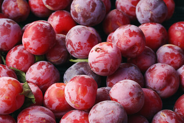 Wall Mural - Red plums close up. Background, food texture, new harvest.    