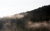 Fototapeta Fototapety na ścianę - Krajobraz leśny wierzchołki drzew las we mgle	

