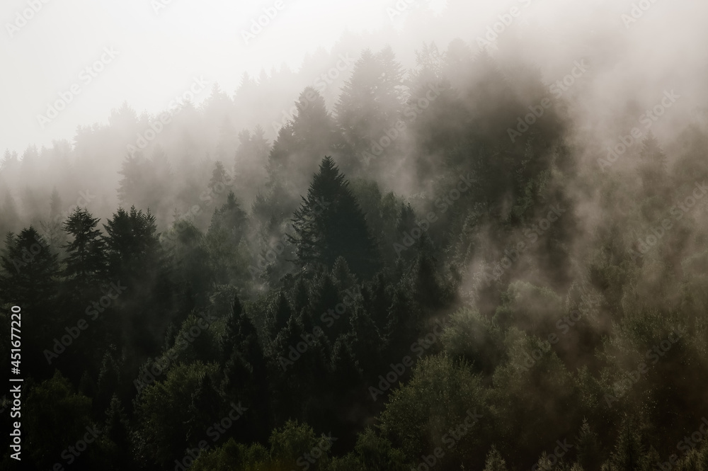 Krajobraz leśny wierzchołki drzew las we mgle	
 - obrazy, fototapety, plakaty 