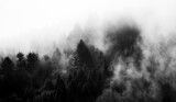 Fototapeta Na ścianę - Krajobraz leśny BW wierzchołki drzew las we mgle	
