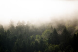 Fototapeta Las - Krajobraz leśny wierzchołki drzew las we mgle panorama	
