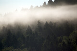 Fototapeta Las - Krajobraz leśny wierzchołki drzew las we mgle	
