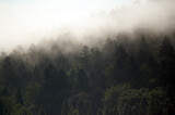 Fototapeta Fototapety na ścianę - Krajobraz leśny wierzchołki drzew las we mgle	
