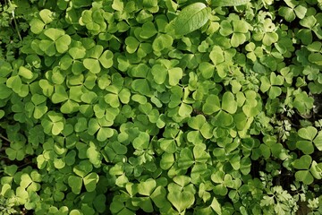 Wall Mural - Forest floor of green clover leaves, close-up. Floral pattern, texture, background. Spring, early summer. Nature, botany, environment, symbol of luck, honey production and folk medicine concepts