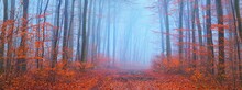 Panoramic View Of Pathway Through Beech Forest. Thick Fog, Mysterious Blue Light. Red And Orange Leaves. Lorraine, France. Dark Atmospheric Autumn Landscape. Ecotourism, Environment, Nature, Seasons
