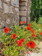 Wall Mural - poppies in the garden