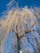 okiść - szadź na wierzbie zima, oszronione drzewo