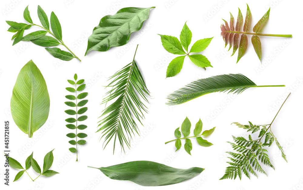 Set of different green leaves on white background の Stock フォト | Adobe Stock