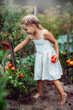 © Елена Бурова - a girl collects tomatoes, tomatoes on a bush, a harvest in the garden, a young gardener, summer in the village