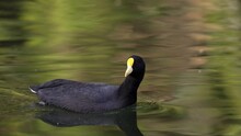 White-winged Coot Takes Leisurely Swim On Dam; Tracking Left To Right, Daylight