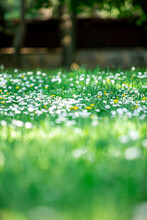 Green Grass And Daisies In The Sun At Publik Park. Selective Focus.