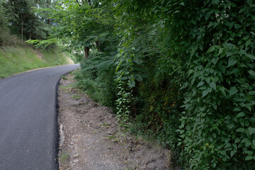 Poster - Path in a forest close to Bilbao