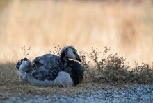 Barnacle Goose Gosling Resting On Dry Grass, In The Shade, On A Hot Summer Day. Branta Leucopsis.