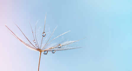  Dew water drop on dandelion seed, macrophotography. Fluffy dandelion seed with beautiful raindrop, soft selective focus.