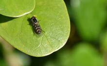 Close Up Of A Hoverfly An A Fresh Green Plant Leaf